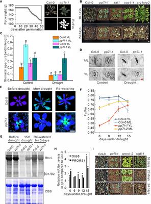 Identification of a highly drought-resistant pp7l hda6 mutant